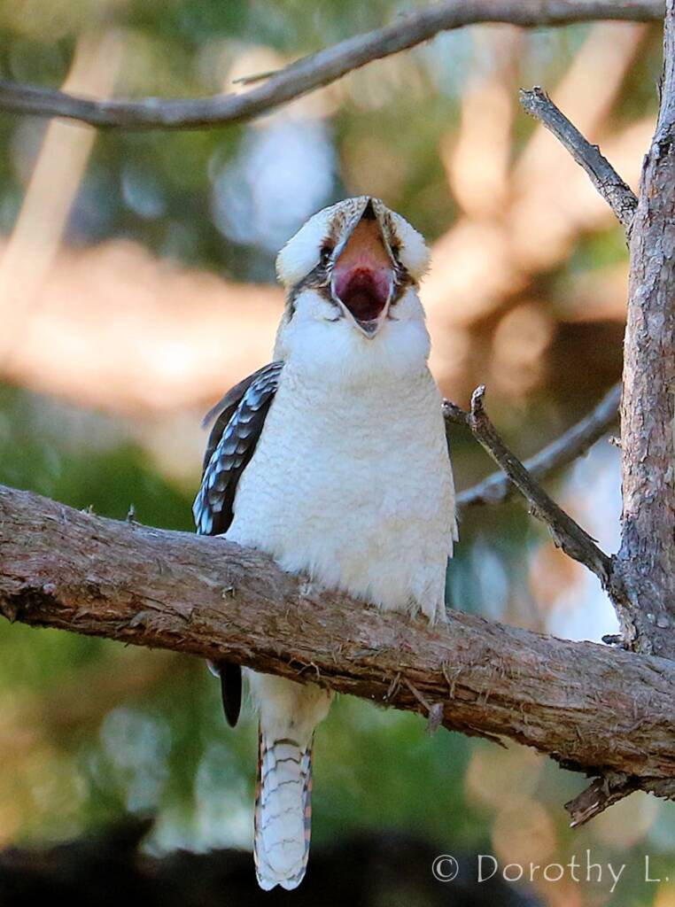 Laughing Kookaburra (Dacelo novaeguineae)