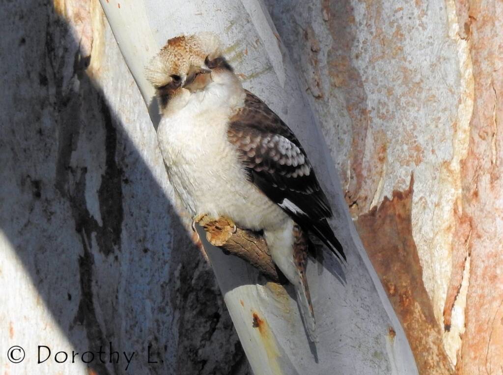 Laughing Kookaburra (Dacelo novaeguineae)