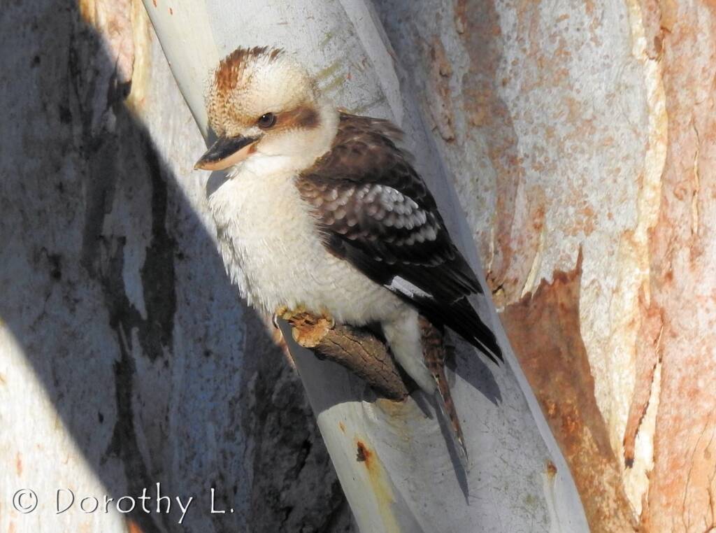Laughing Kookaburra (Dacelo novaeguineae)
