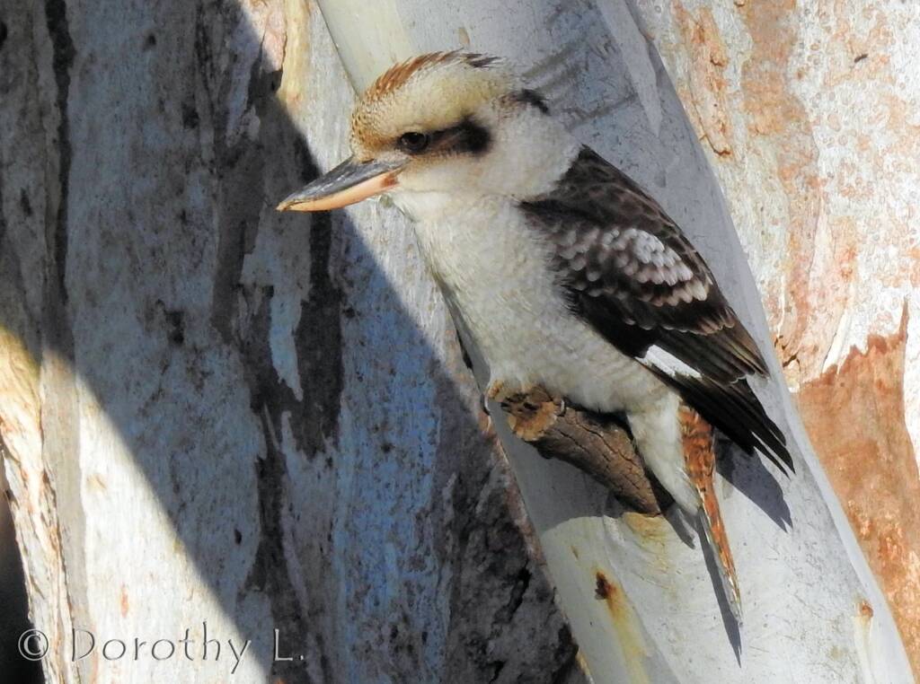Laughing Kookaburra (Dacelo novaeguineae)