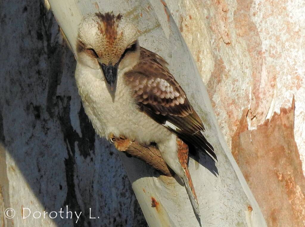 Laughing Kookaburra (Dacelo novaeguineae)