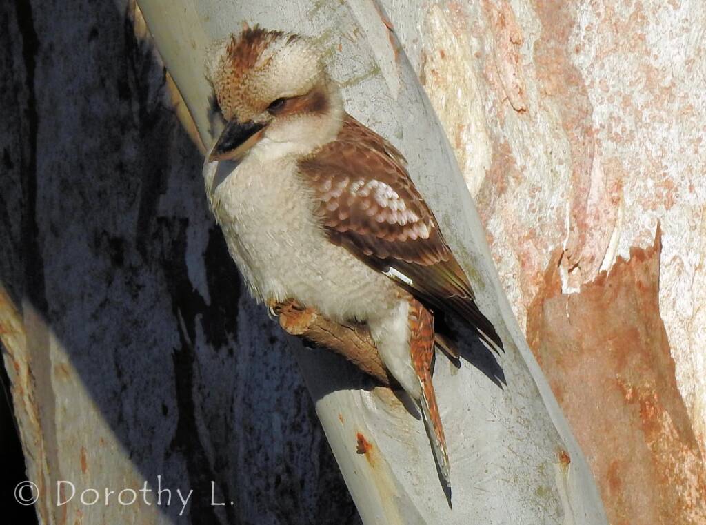 Laughing Kookaburra (Dacelo novaeguineae)