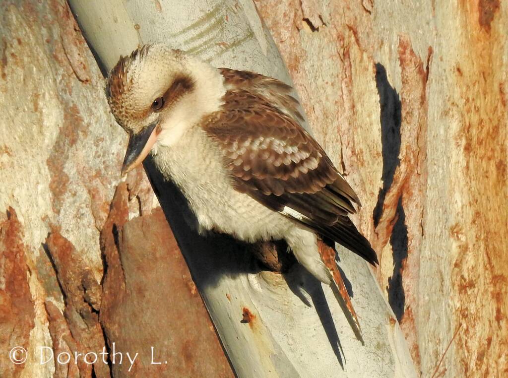 Laughing Kookaburra (Dacelo novaeguineae)