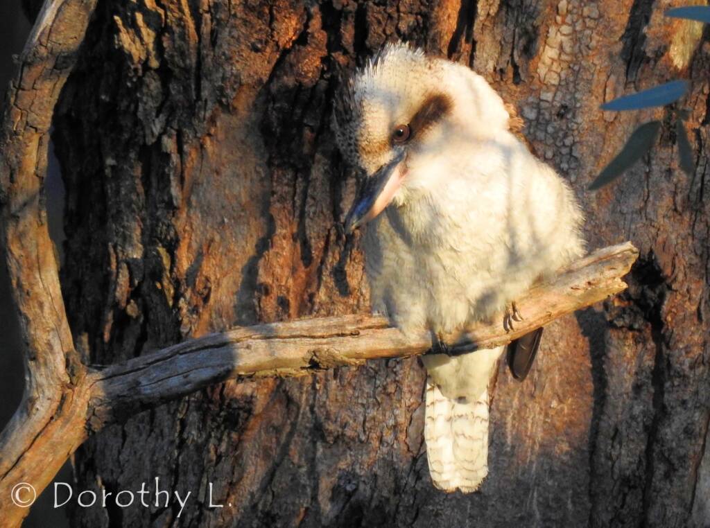 Laughing Kookaburra (Dacelo novaeguineae)