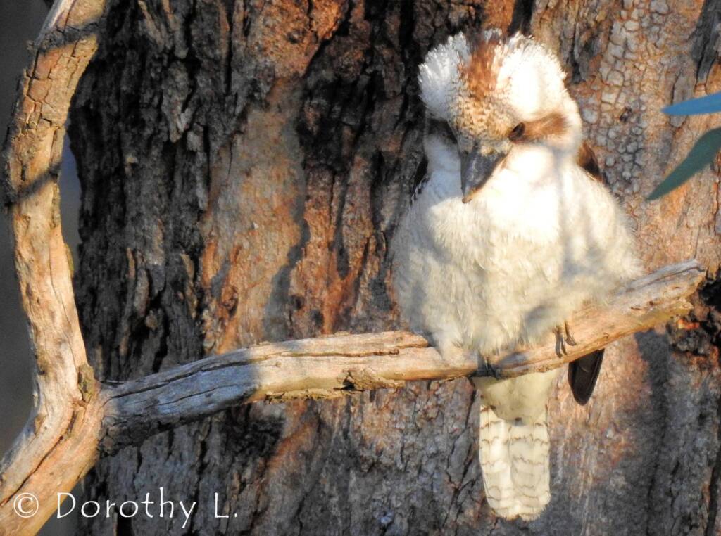 Laughing Kookaburra (Dacelo novaeguineae)