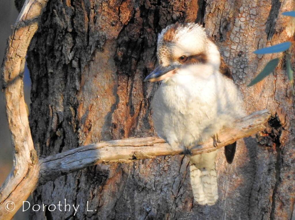 Laughing Kookaburra (Dacelo novaeguineae)