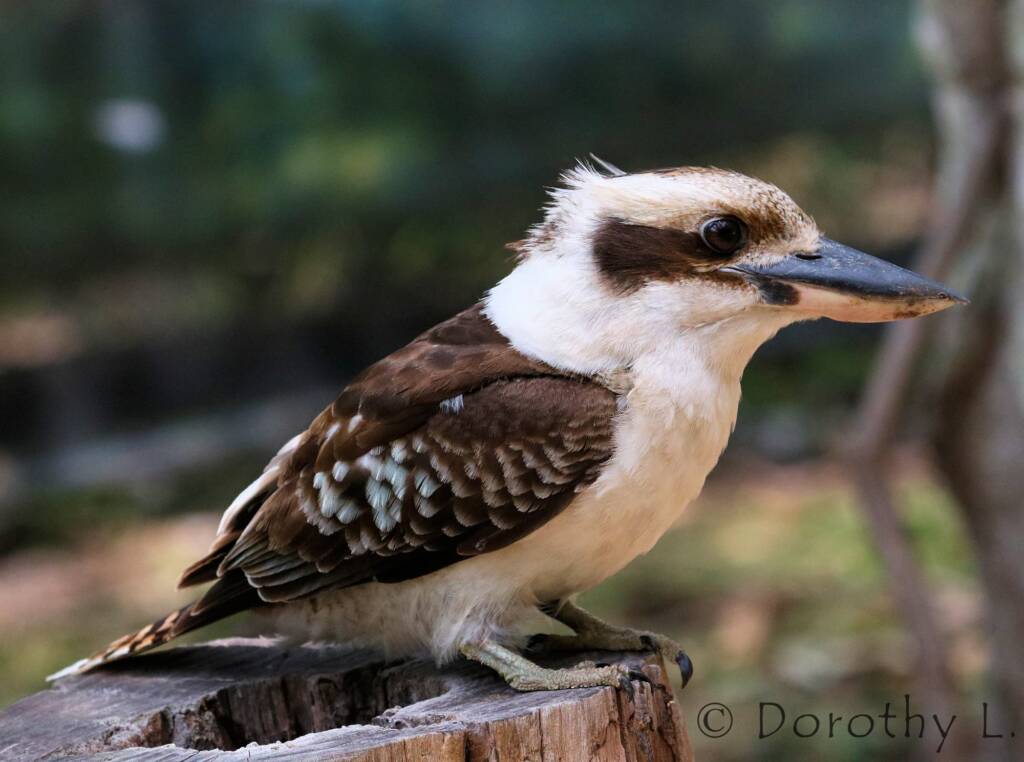 Laughing Kookaburra (Dacelo novaeguineae)