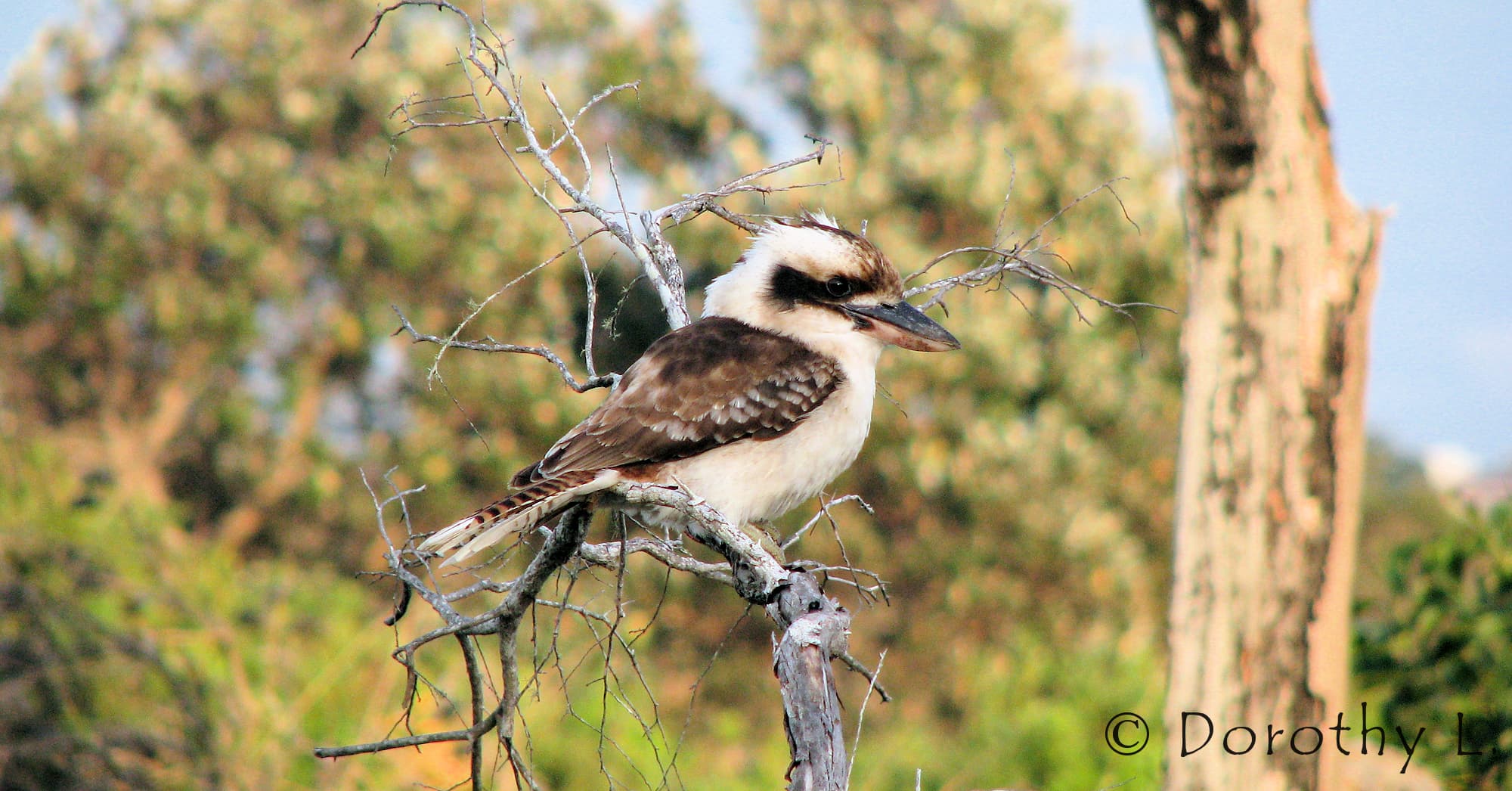 Laughing Kookaburra (Dacelo novaeguineae)