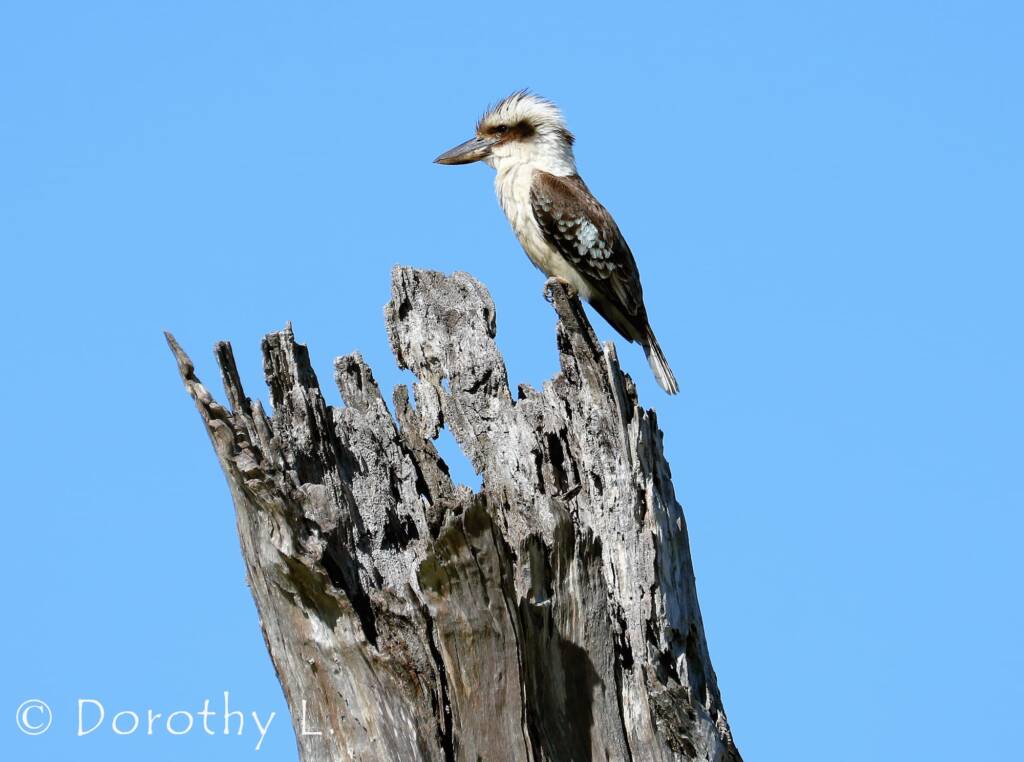 Laughing Kookaburra (Dacelo novaeguineae)