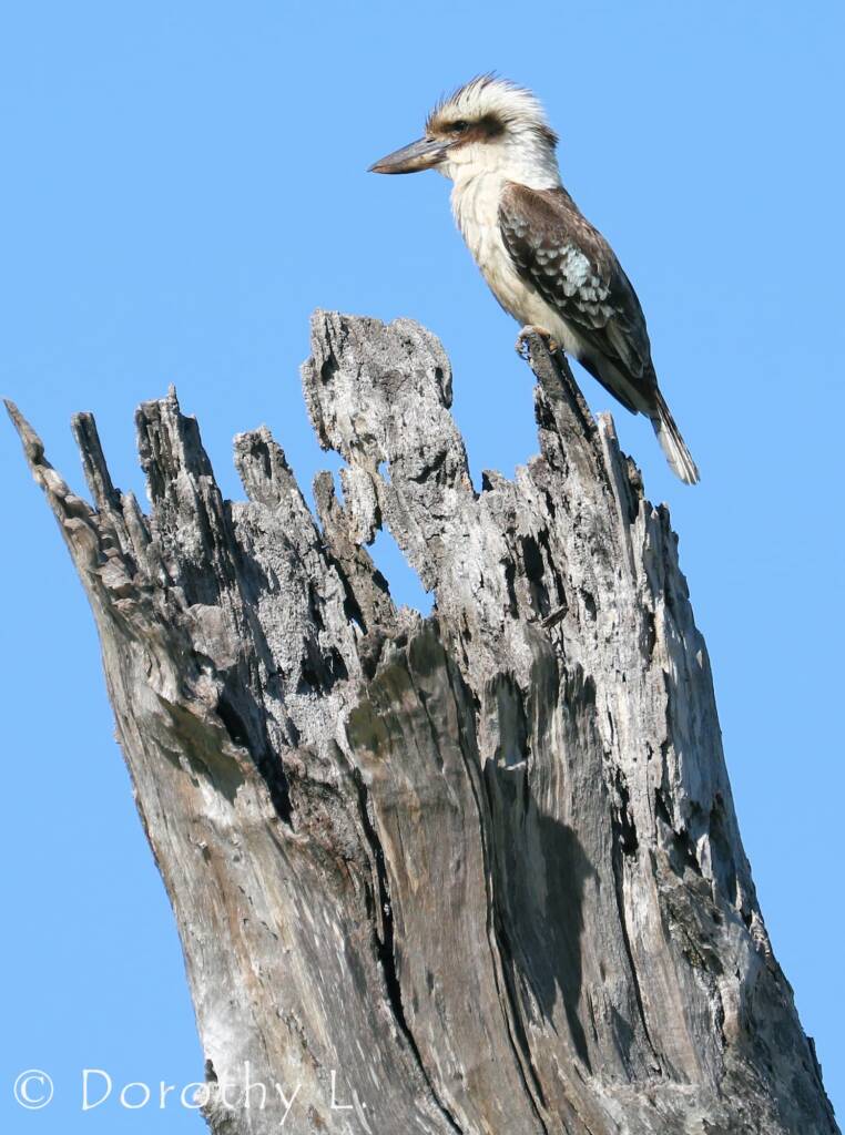 Laughing Kookaburra (Dacelo novaeguineae)