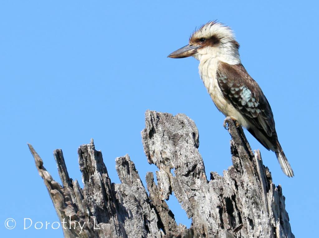 Laughing Kookaburra (Dacelo novaeguineae)