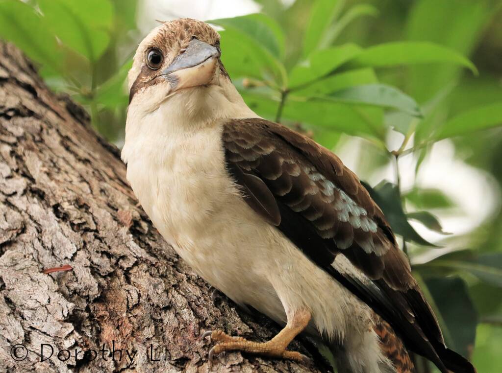 Laughing Kookaburra (Dacelo novaeguineae)