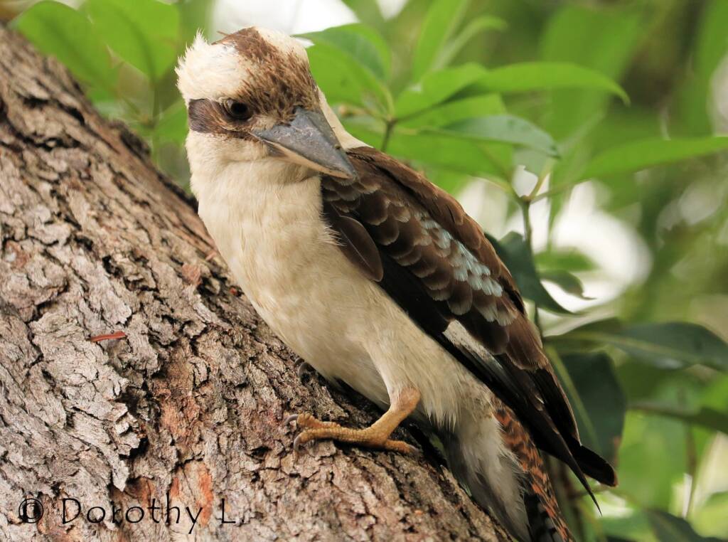 Laughing Kookaburra (Dacelo novaeguineae)