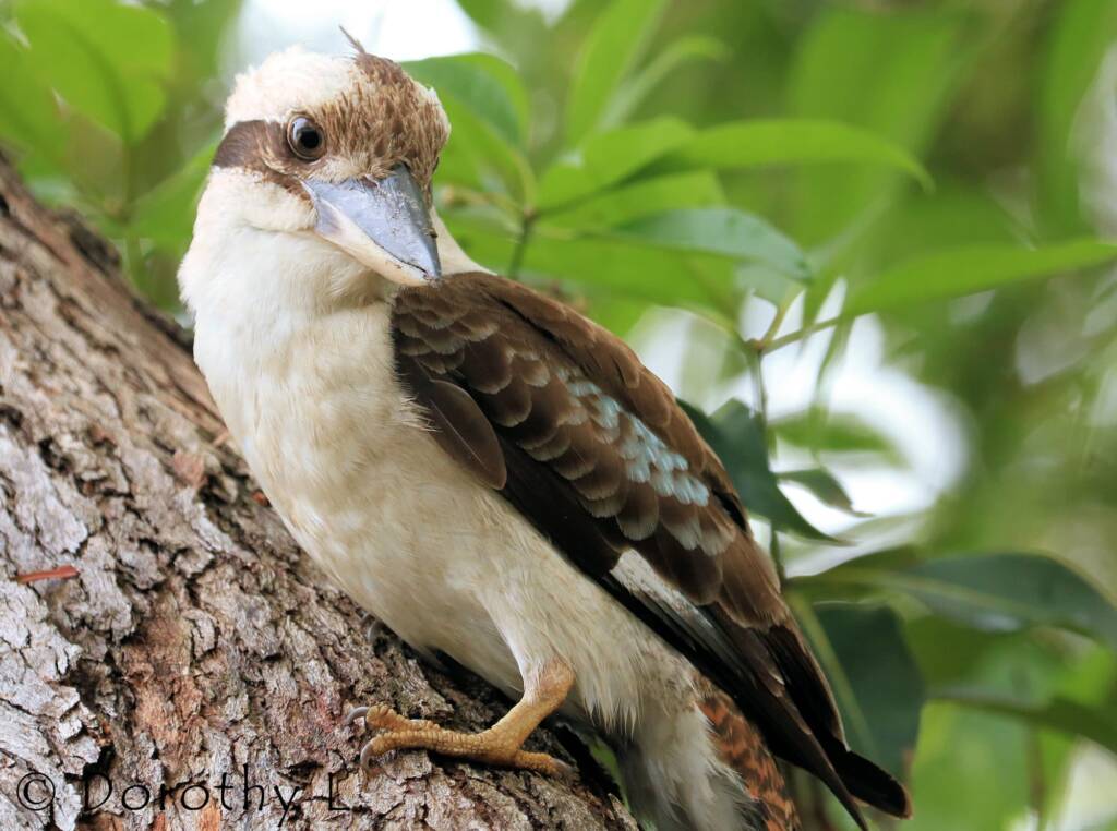 Laughing Kookaburra (Dacelo novaeguineae)