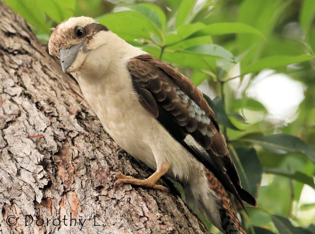 Laughing Kookaburra (Dacelo novaeguineae)