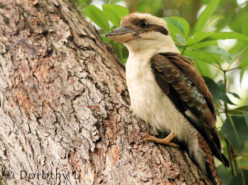 Laughing Kookaburra (Dacelo novaeguineae)