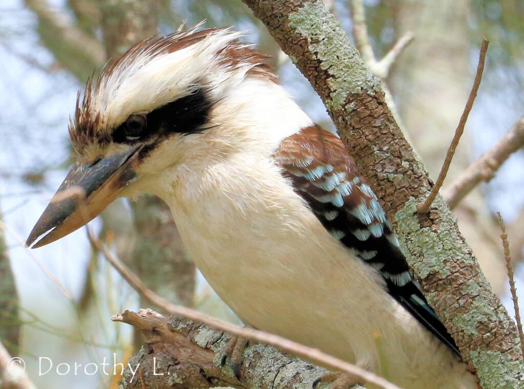 Laughing Kookaburra (Dacelo novaeguineae)