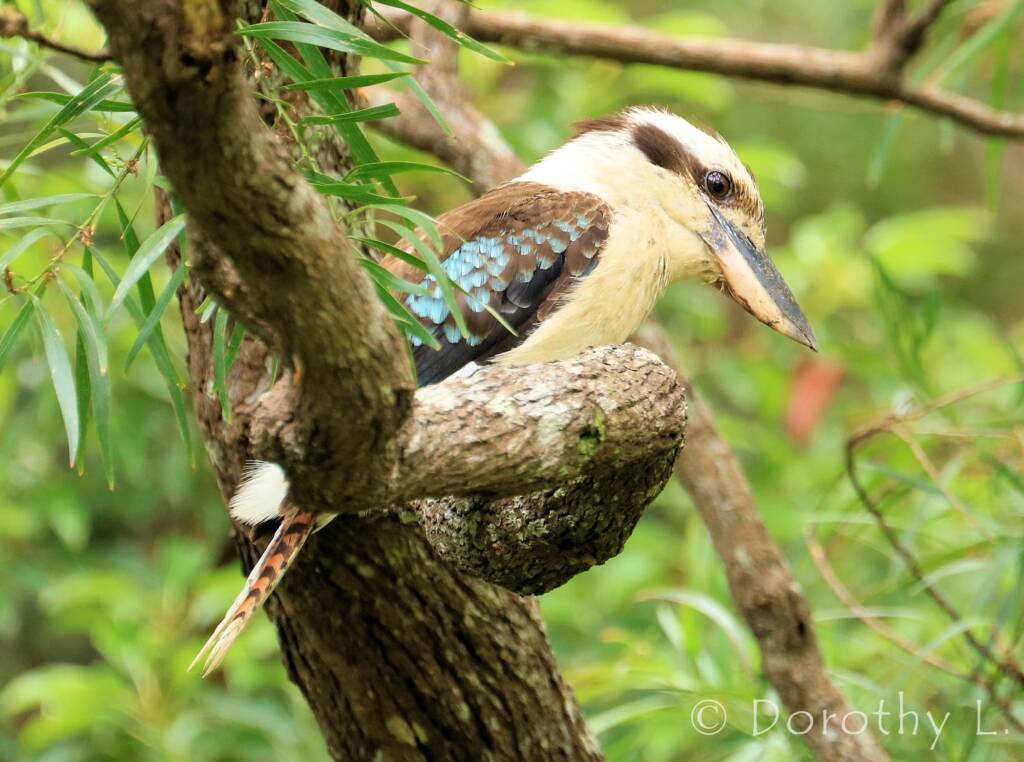 Laughing Kookaburra (Dacelo novaeguineae)