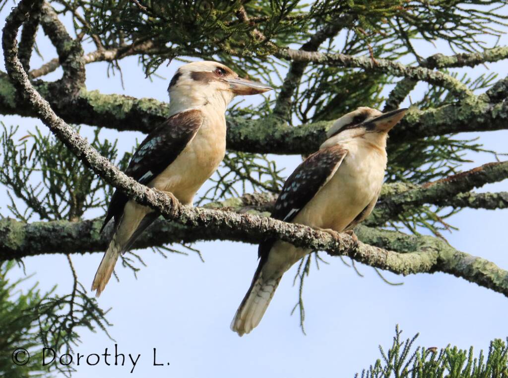 Laughing Kookaburra (Dacelo novaeguineae)