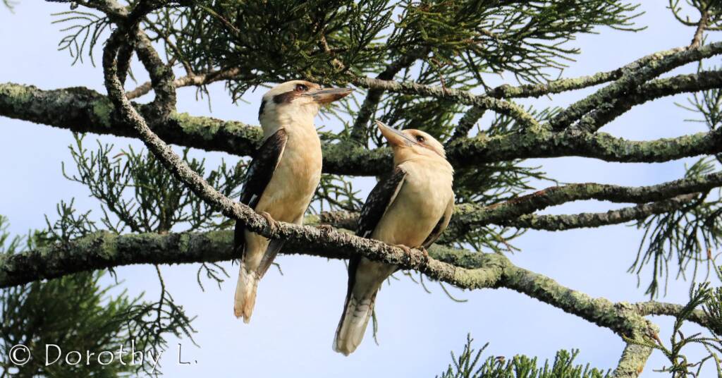 Laughing Kookaburra (Dacelo novaeguineae)