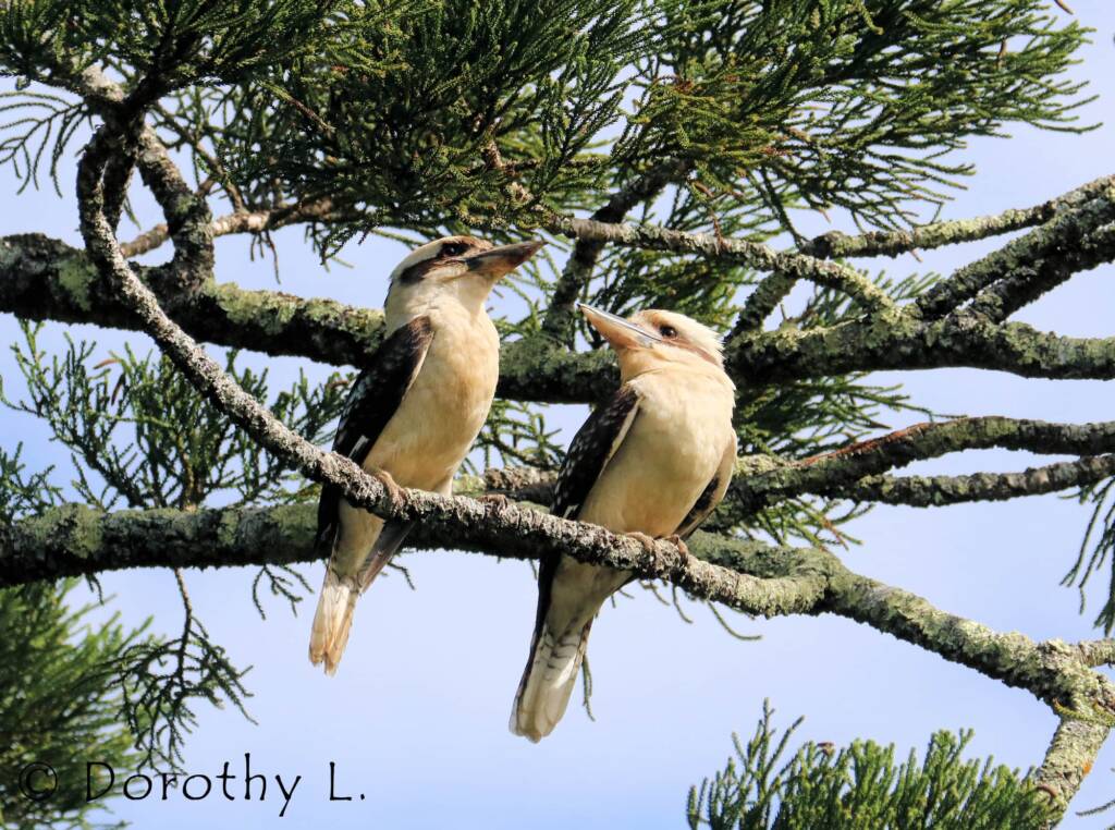 Laughing Kookaburra (Dacelo novaeguineae)