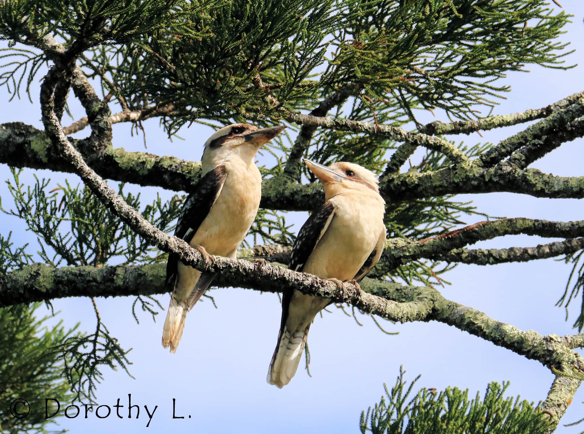 Laughing Kookaburra (Dacelo novaeguineae)
