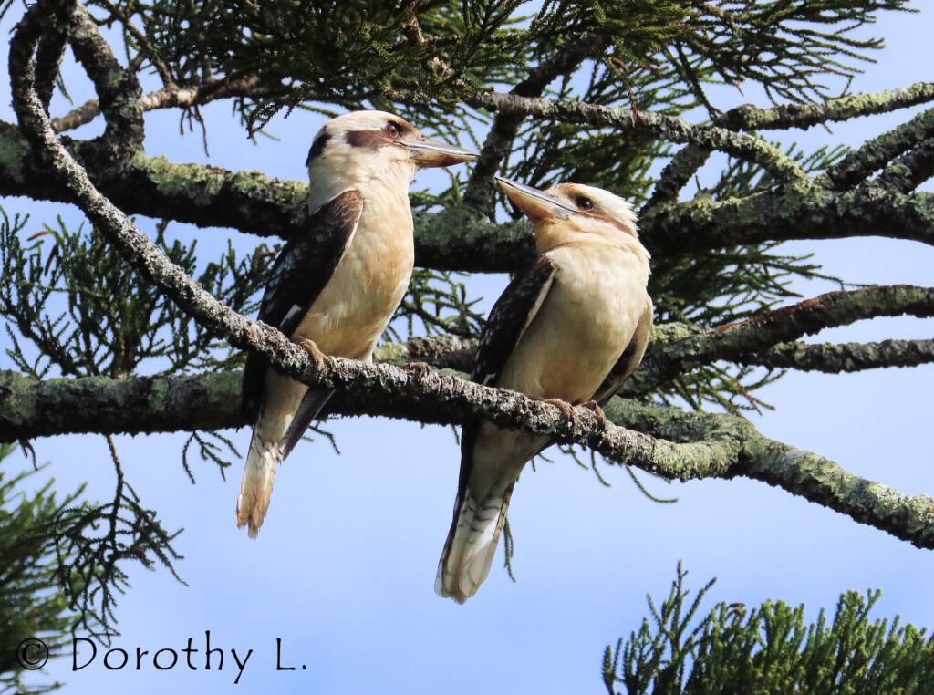 Laughing Kookaburra (Dacelo novaeguineae)