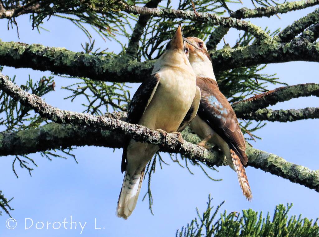 Laughing Kookaburra (Dacelo novaeguineae)