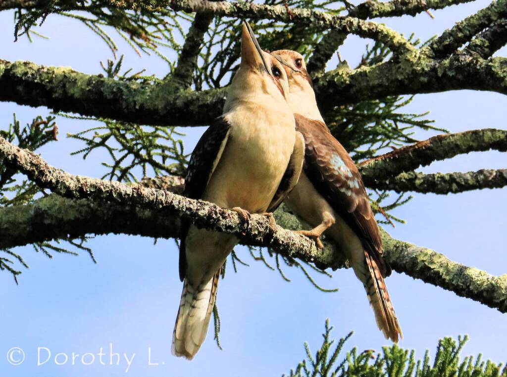 Laughing Kookaburra (Dacelo novaeguineae)
