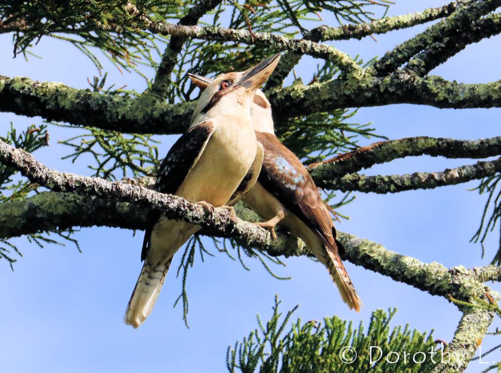 Laughing Kookaburra (Dacelo novaeguineae)