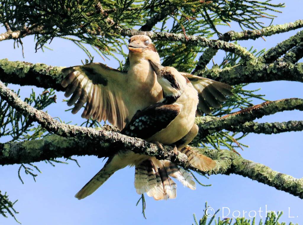 Laughing Kookaburra (Dacelo novaeguineae)