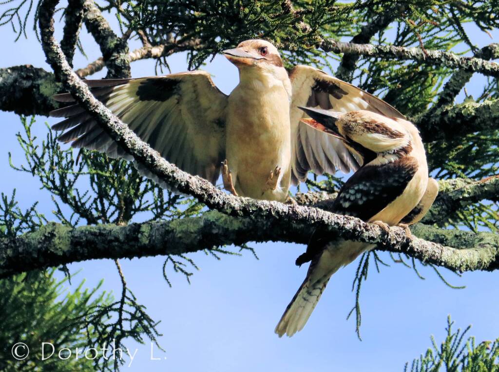 Laughing Kookaburra (Dacelo novaeguineae)