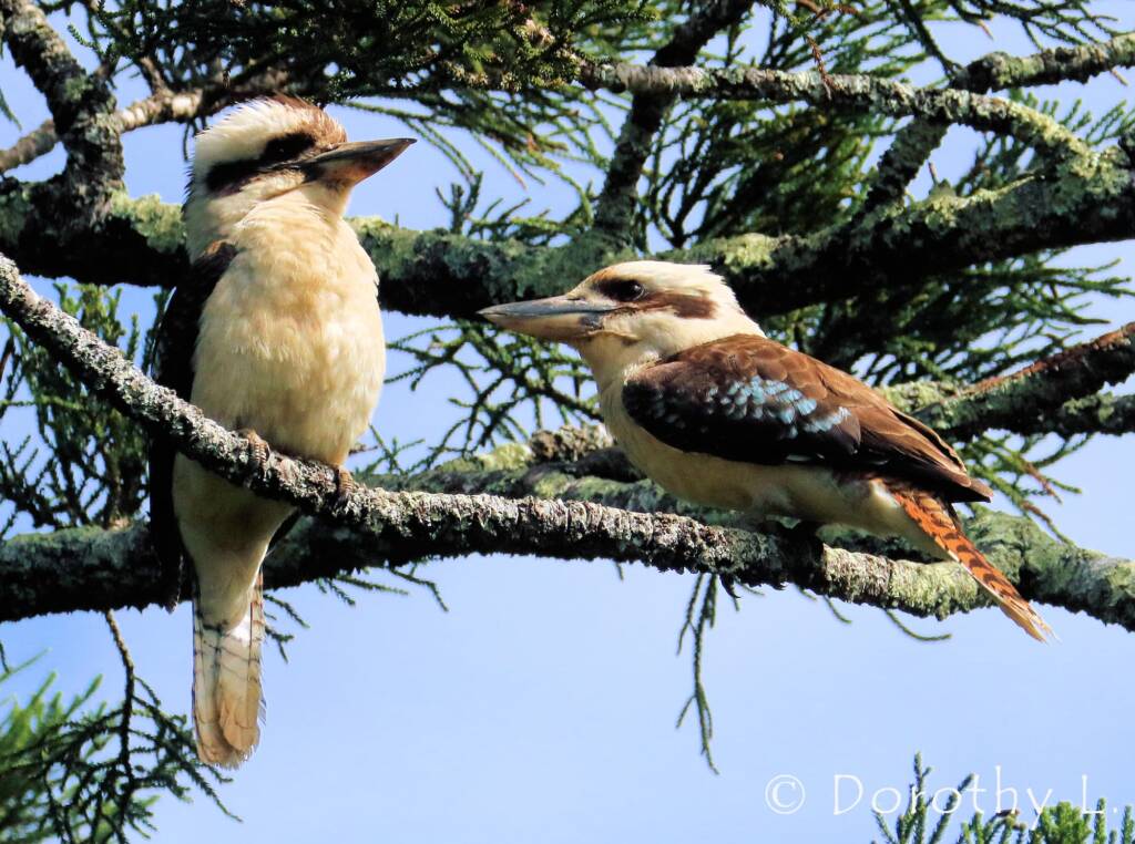 Laughing Kookaburra (Dacelo novaeguineae)