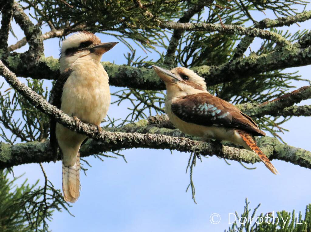 Laughing Kookaburra (Dacelo novaeguineae)