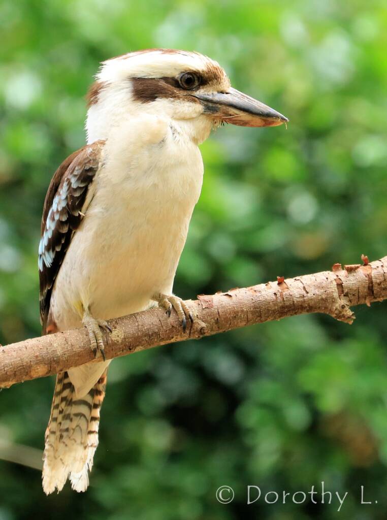 Laughing Kookaburra (Dacelo novaeguineae)