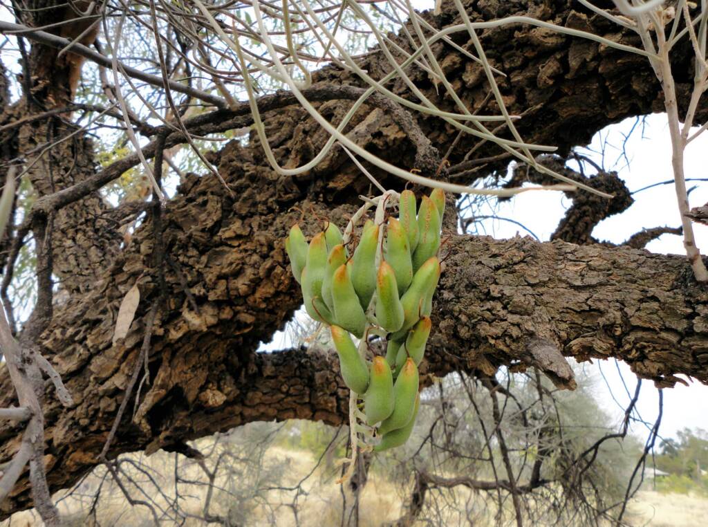 Long-leaved Corkwood (Hakea lorea), Alice Springs, NT