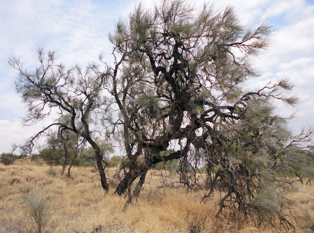 Long-leaved Corkwood (Hakea lorea), Alice Springs, NT