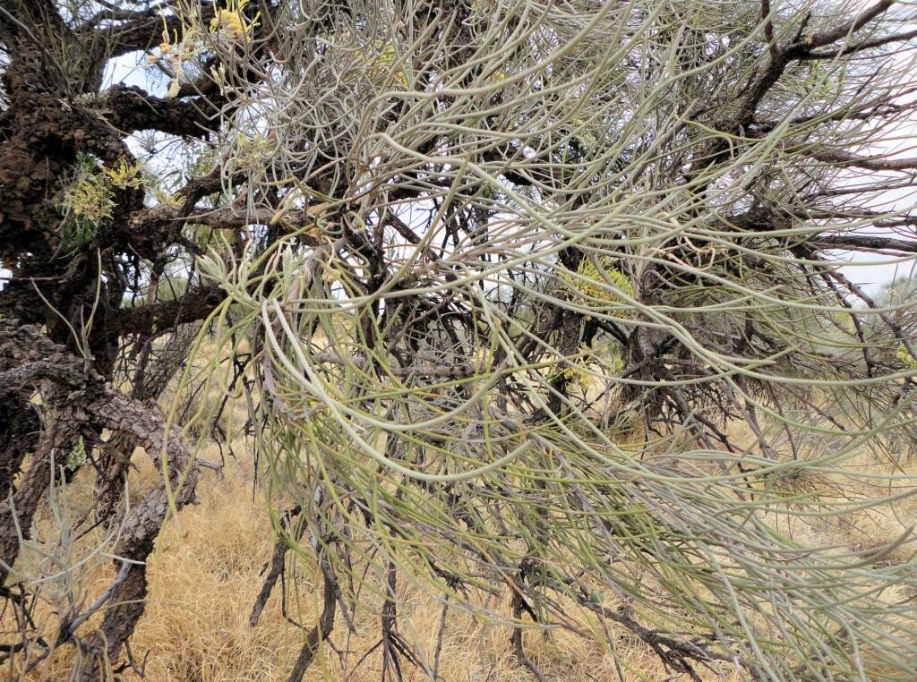 Long-leaved Corkwood (Hakea lorea), Alice Springs, NT