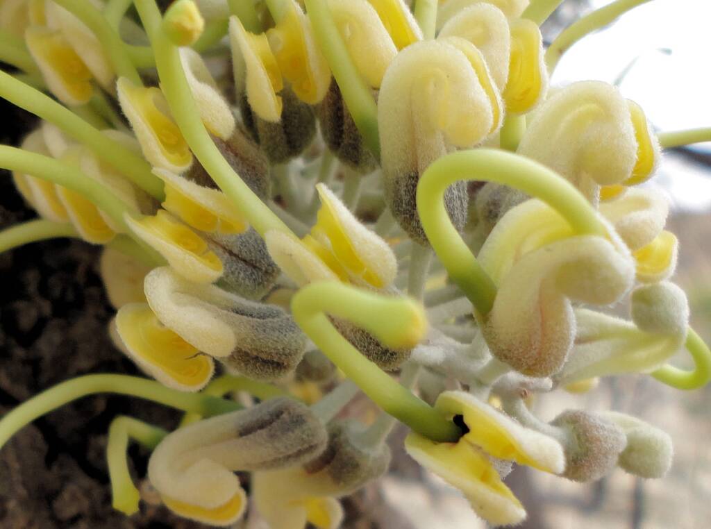 Long-leaved Corkwood (Hakea lorea), Alice Springs, NT