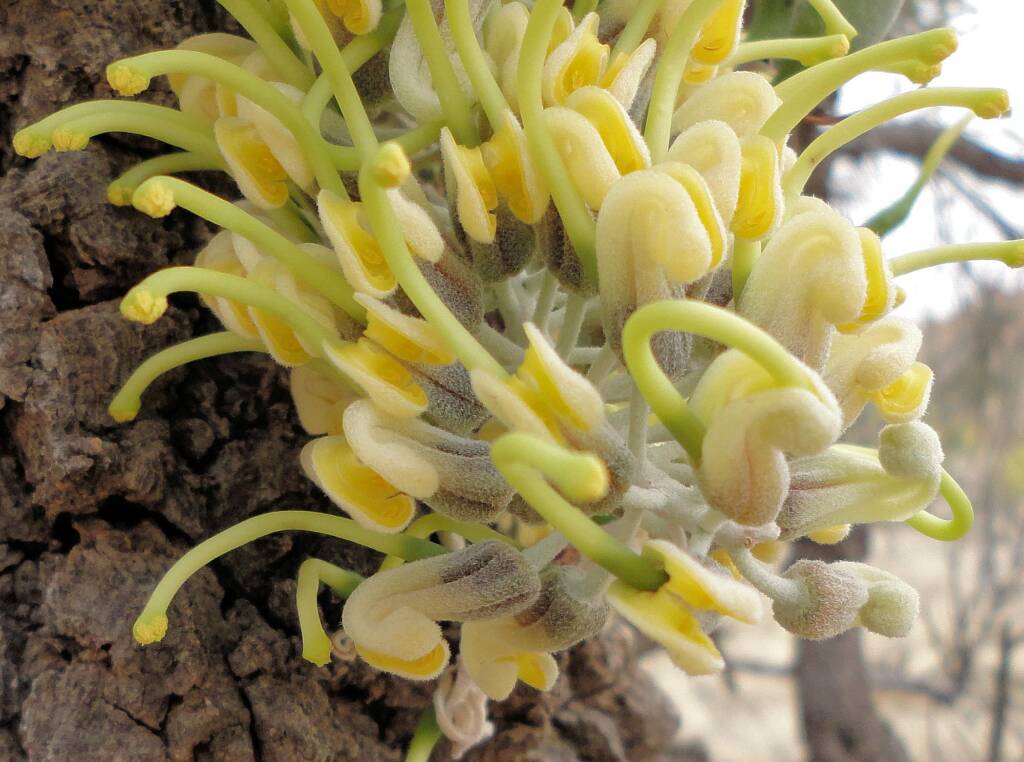 Long-leaved Corkwood (Hakea lorea), Alice Springs, NT