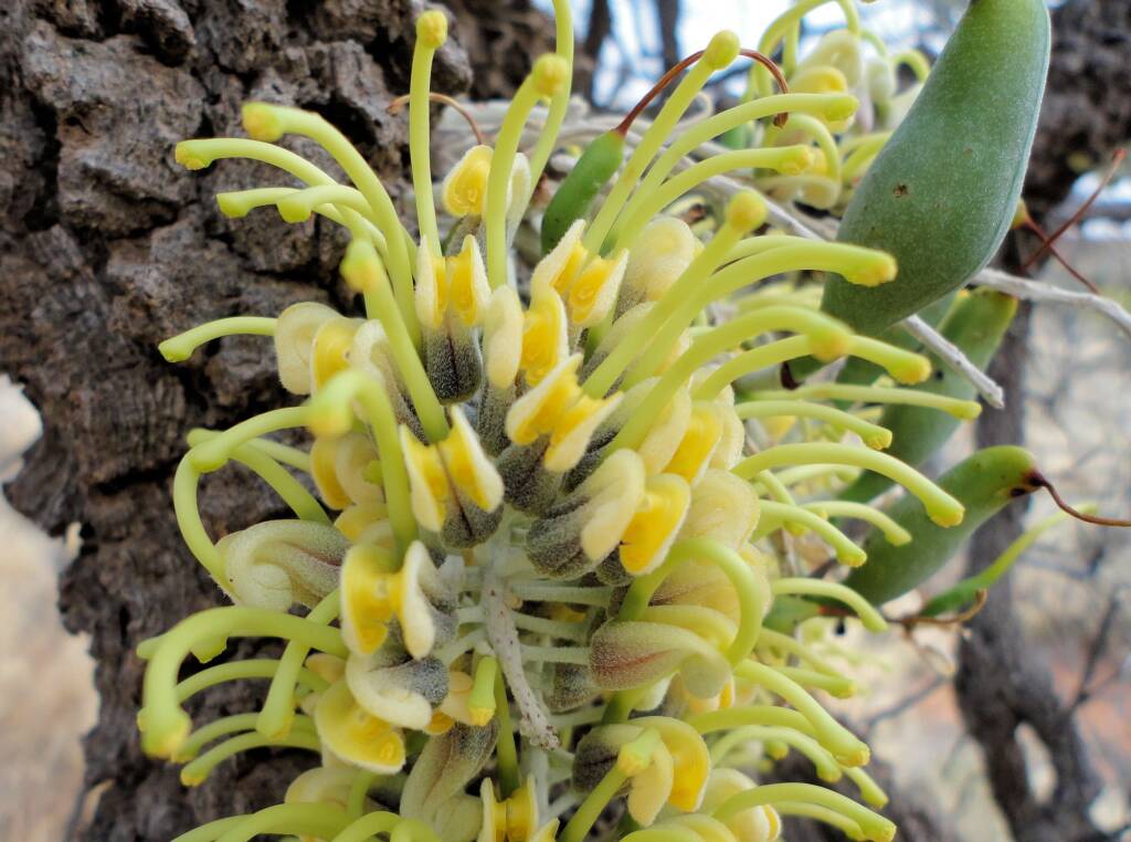 Long-leaved Corkwood (Hakea lorea), Alice Springs, NT