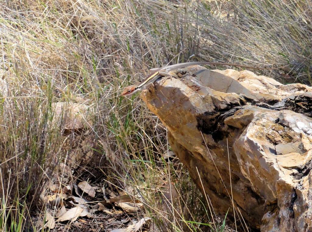 Long-nosed Dragon, Ormiston Gorge