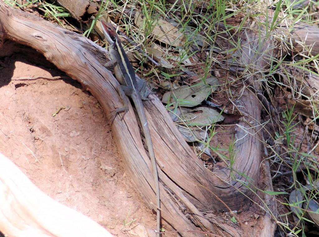 Long-nosed Dragon (Gowidon longirostris), Owen Springs Reserve, NT