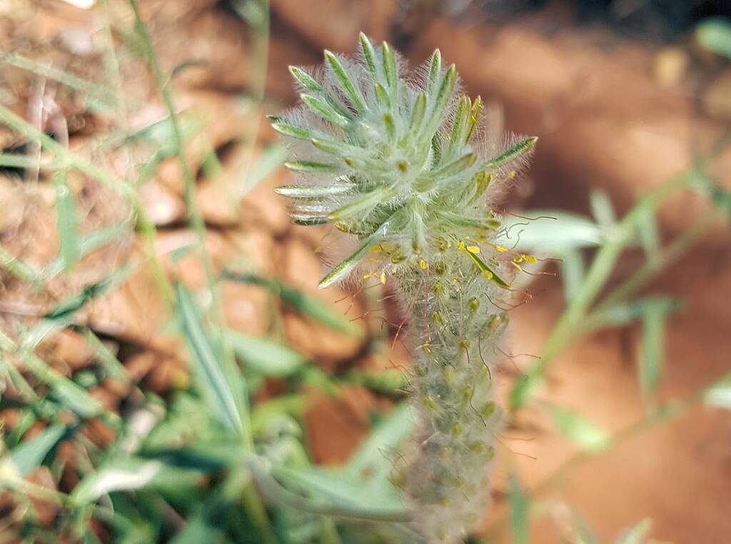Longtails (Ptilotus polystachyus), Ilparpa, NT