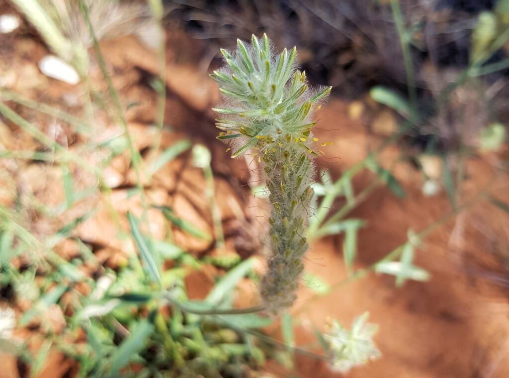 Longtails (Ptilotus polystachyus), Ilparpa, NT
