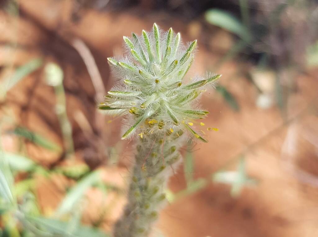 Longtails (Ptilotus polystachyus), Ilparpa, NT