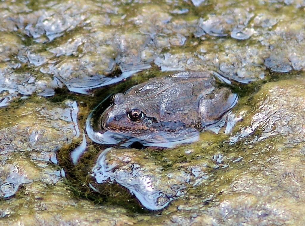 Main’s Frog (Cyclorana maini), Simpsons Gap