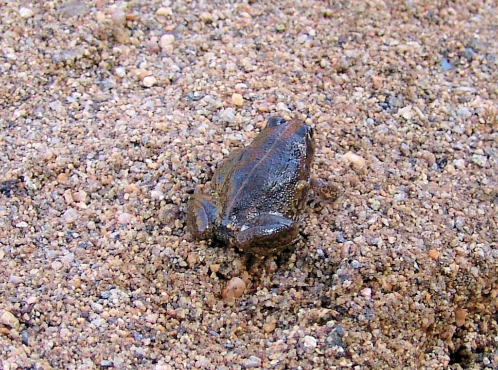 Main’s Frog (Cyclorana maini), Simpsons Gap