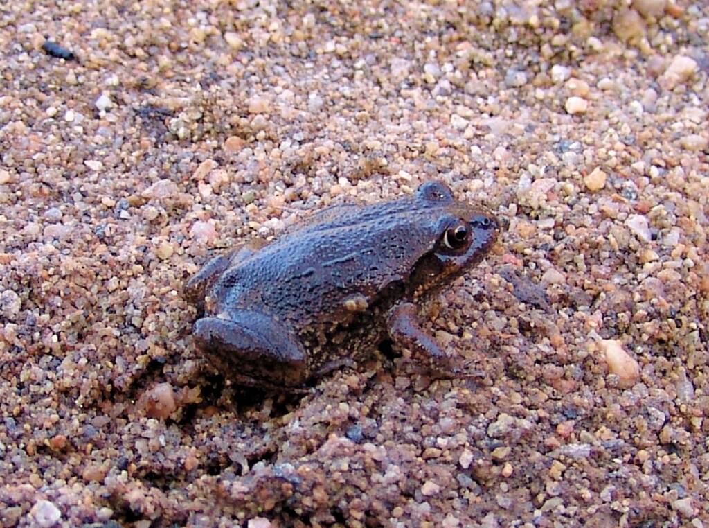 Main’s Frog (Cyclorana maini), Simpsons Gap