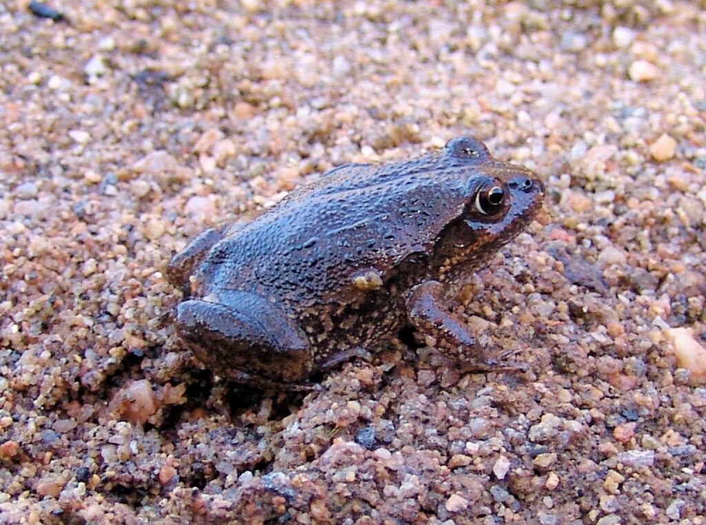 Main’s Frog (Cyclorana maini), Simpsons Gap